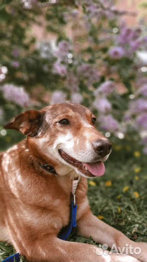 Собака Лэйси