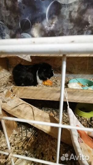 Клетка для морских свинок