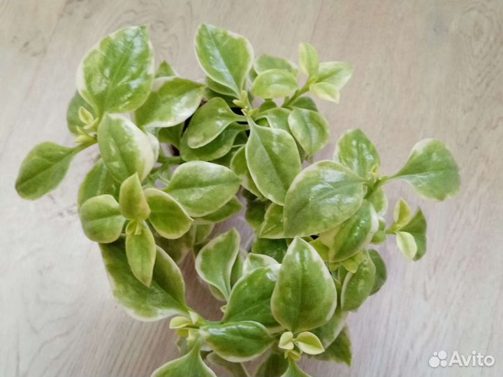 Аптения (семейное счастье )