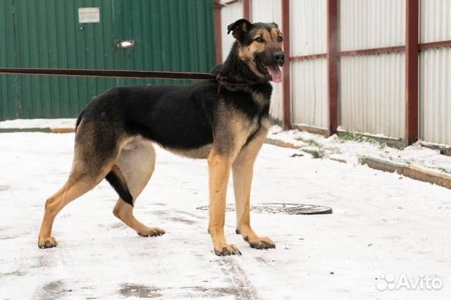 Статный красавец Дингл в добрые руки