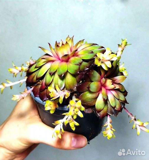 Суккуленты,садик суккулентов,роули,семпервивум