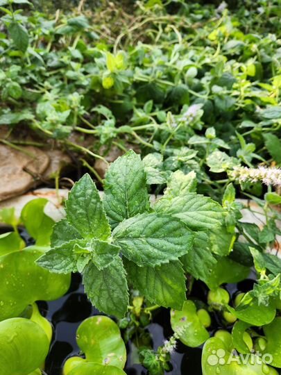 Мята водная, лаванда, тимьян, спаржа, душица