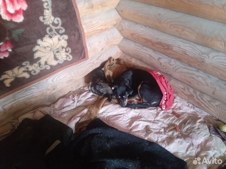 Собака в добрые руки щенок