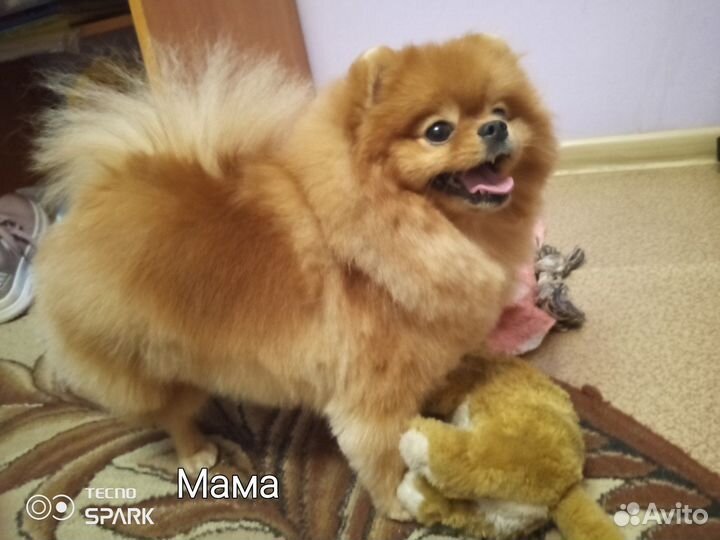 Померанский шпиц мини