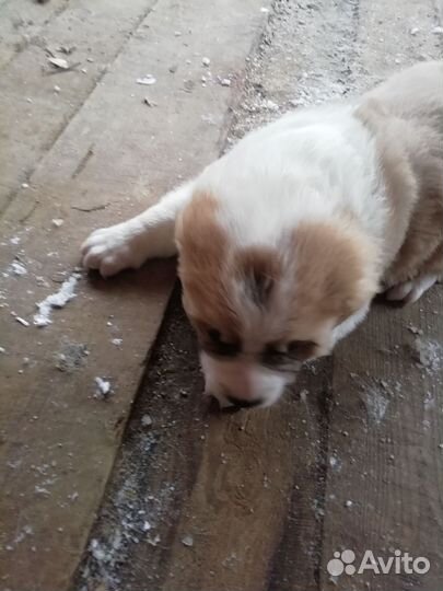 Продам щенка алабая