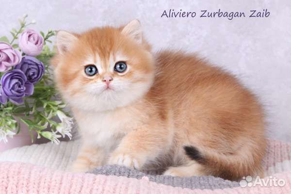 Британский малыш Зурбаган. Золотая шиншилла