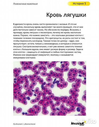 Набор микропрепаратов Levenhuk N80 NG «Увидеть все