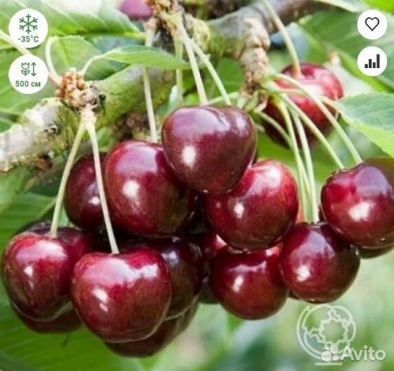 Черешня Ипуть, Ревна, Фатеж Н1,2м