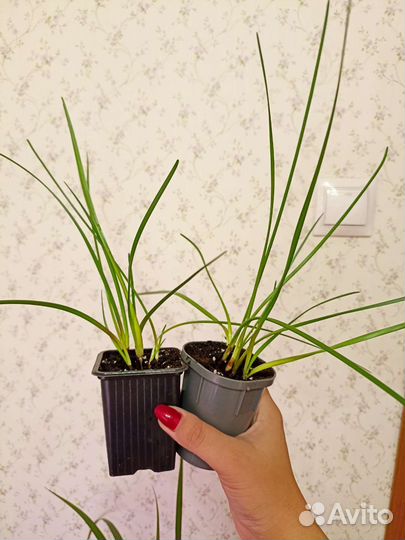 Зефирантес белый