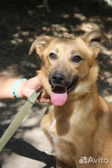 Крохотная девочка Меренга скучает в приюте