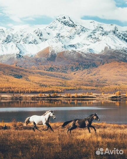 Автозаброски