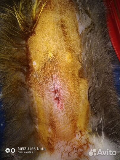 Ветеринарный врач (вызов на дом)