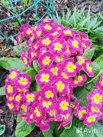 Цветы для сада