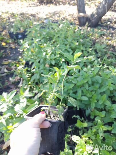 Мята перечная, саженцы