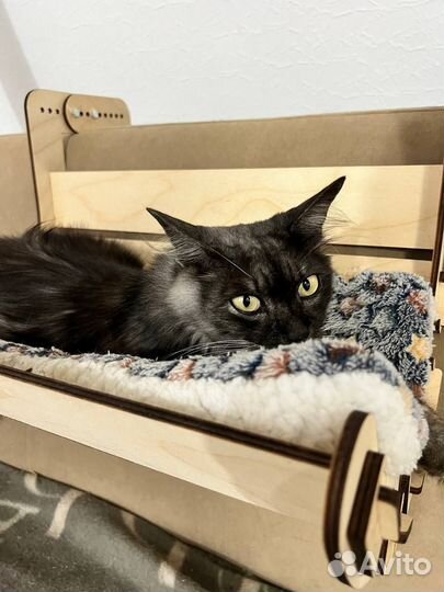 Кошка бесплатно в добрые руки