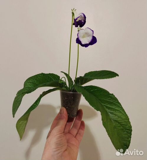 Стрептокарпусы цветущие