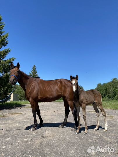 Жеребенок на продажу