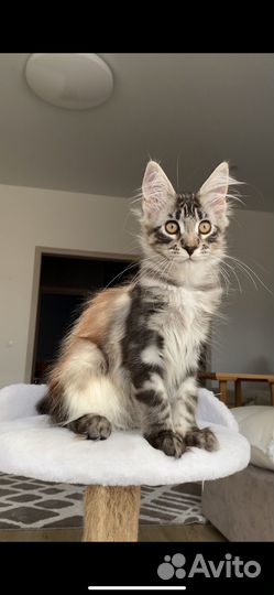 Котята Мейн Кун