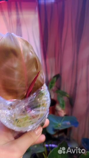 Ред Конго vs розовая принцесса