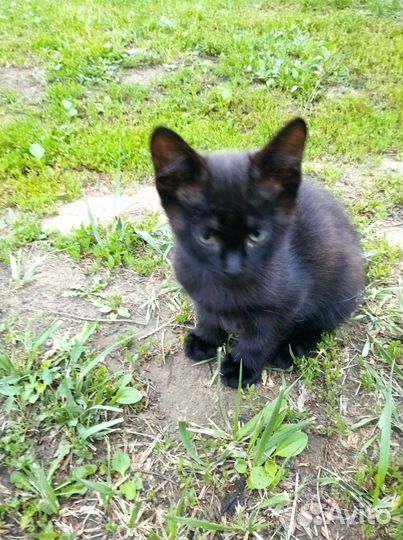 Кошка в дар бесплатно
