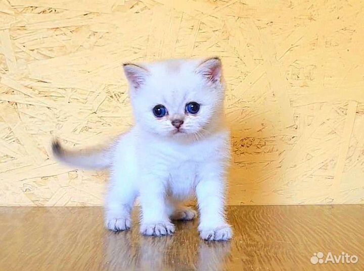 Шотландские шиншиллы