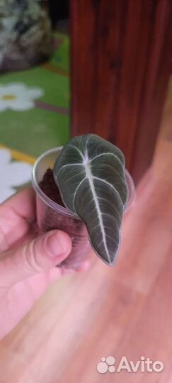 Комнатные растения. Алоказия