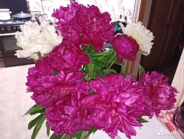 Пионы саженцы