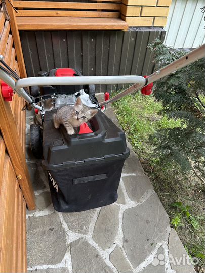 Котята в добрые руки москва