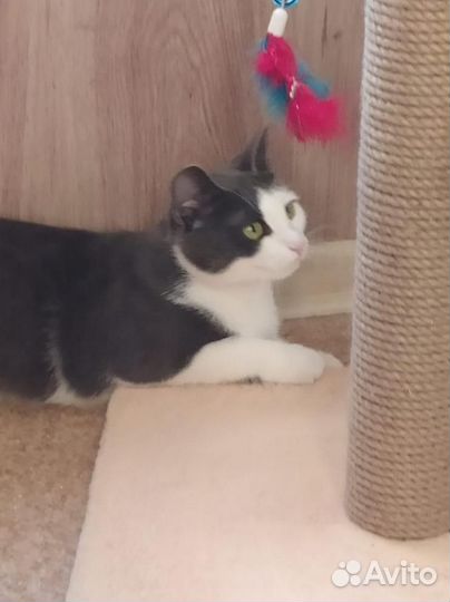 Кошка Дымка - ласковая, нежная - ищет дом