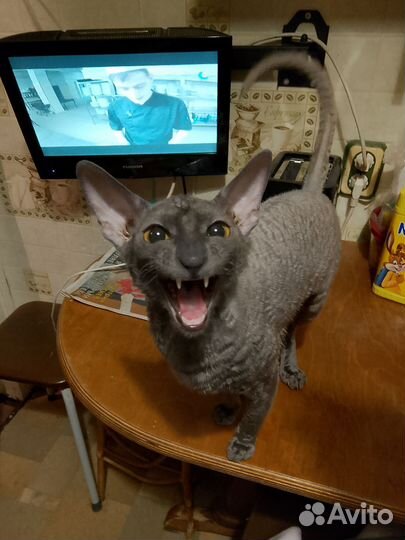 Кошечка Корниш рекс