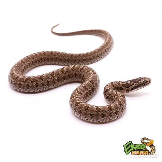 Узорчатый полоз