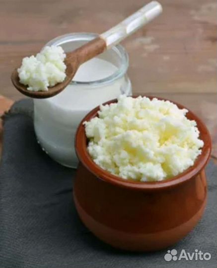 Тибетский молочный кефирный гриб