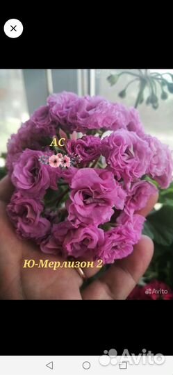 Пеларгонии сортовые