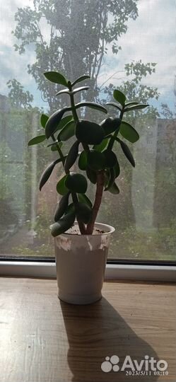 Денежное дерево