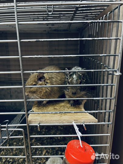 Белка дегу с клеткой