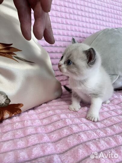 Британские котята