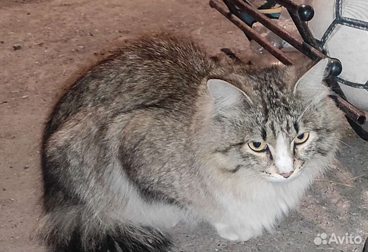 Кот в добрые руки