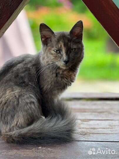 Кошка 4 месяца