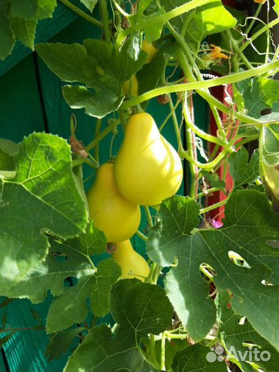 Тыква-груша