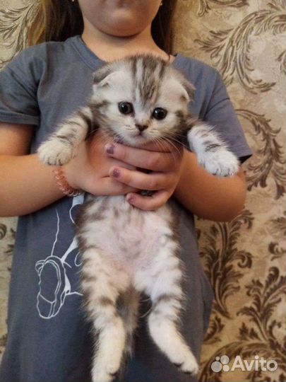 Шотландские котята