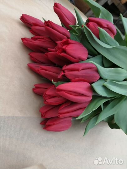 Тюльпаны опт к сезону 2024г