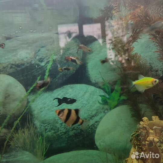 Аквариум с рыбками