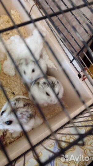 Хомяки джунгарские