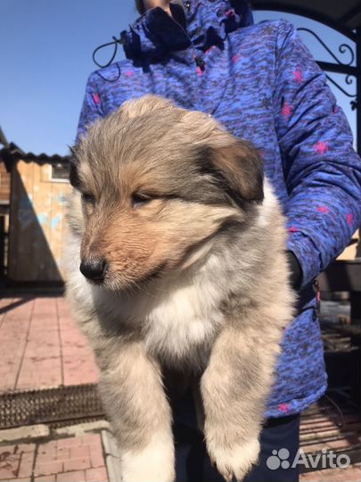 Щенки Колли