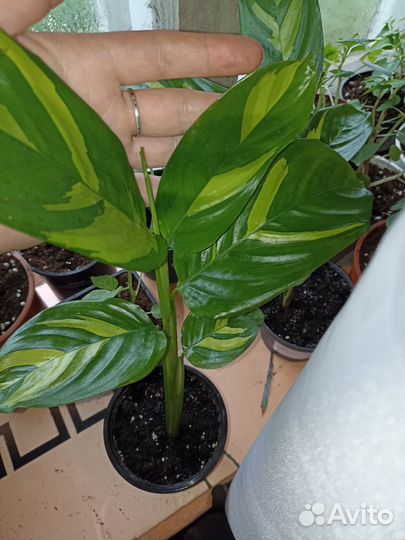 Комнатные растения