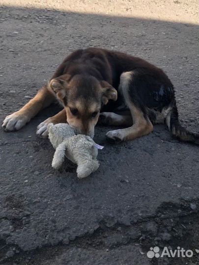 Щенок в добрые руки