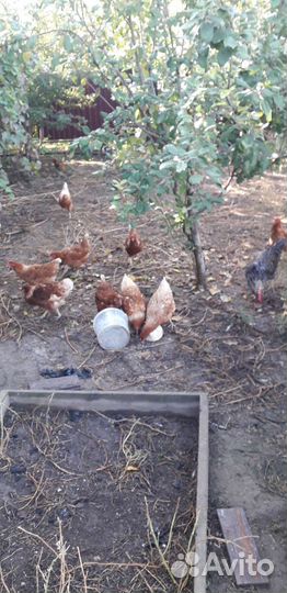 Куры несушки