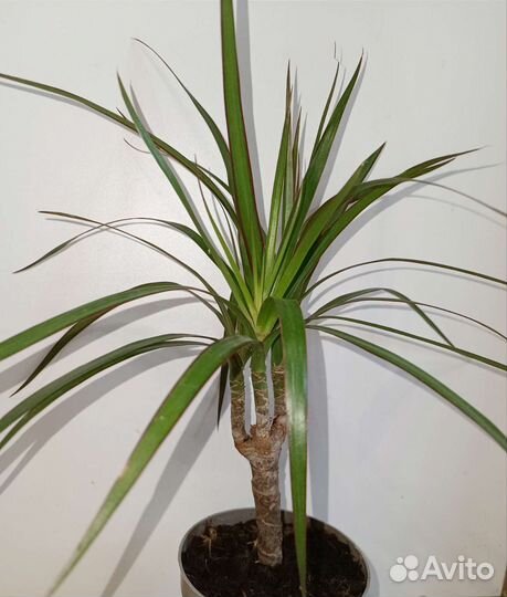 Драцена,Филодендрон,Кодиум,Рафидофора, маранта