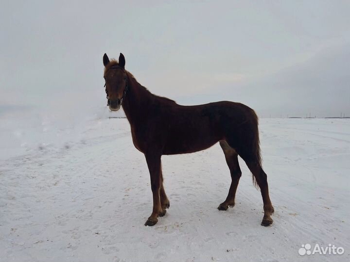 Рысаки лошади