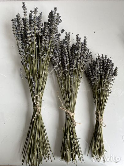 Лаванда сухоцвет